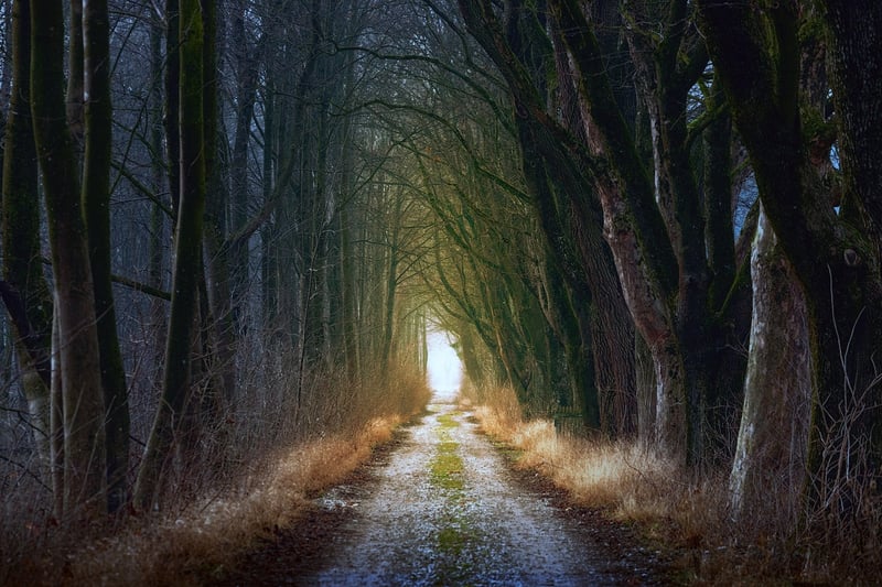 Sherwood Forest