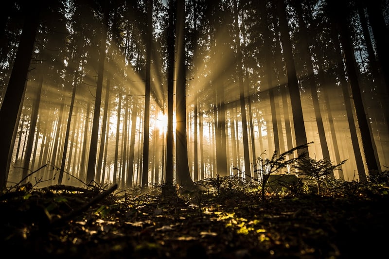 Redwood National Park
