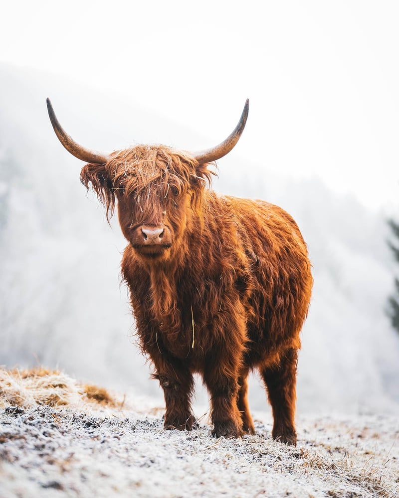 Trossachs National Park